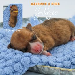 Yahtzee - Sable female Pembroke Welsh Corgi puppy in Walsh, Colorado from Wilson Ranch Corgis