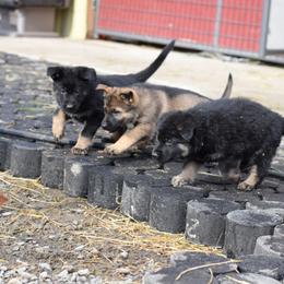 German Shepherd Puppies from Grothaus K9 Working German Shepherds