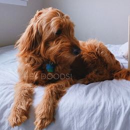 Goldendoodles from Hey Doods Doodles LLC