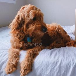 Goldendoodles from Hey Doods Doodles LLC