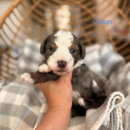 Ocean - Blue merle male Bernedoodle puppy in Las Vegas, Nevada from Dose of Doodles