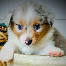 Chantilly - Blue merle female Miniature Australian Shepherd puppy in Liberty Hill, Texas from Stone & Sage ATX Toy & Mini Aussies