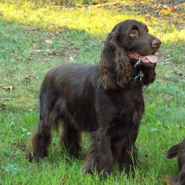 Field Spaniel All Grown Up from Catera Field Spaniels