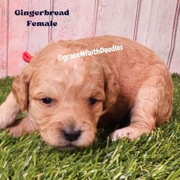 Gingerbread - Red  female Goldendoodle puppy in Peytno, Colorado from Grace N Faith Doodles