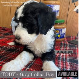TOBY - Grey collar boy - Black and white male Sheepadoodle puppy in Charlo, Montana from Heavenly Hilltop Farm
