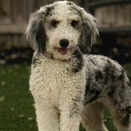 Pixie - Aussiedoodle