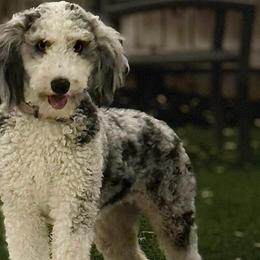 Pixie - Aussiedoodle