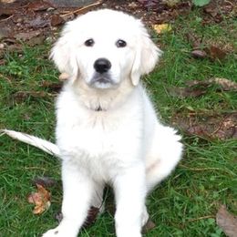 Golden Retrievers from Freedom Acres