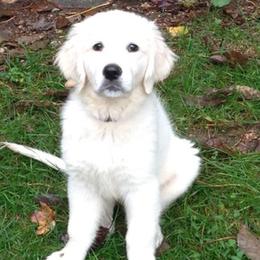 Golden Retrievers from Freedom Acres