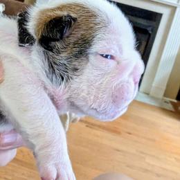 Black Male - Red and white male Bulldog puppy in Forsyth, Georgia from Evangeline Bulldogs