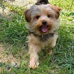 Toto - Yorkshire Terrier