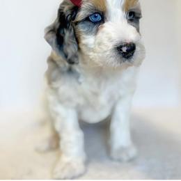 Bernedoodle, Bernese Mountain Dog, and Poodle Puppies from Bubbling Springs Doodles, LLC