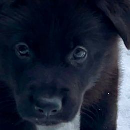 German Shepherd Puppies from Shadow Wraith German Shepherds