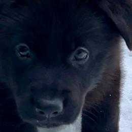 German Shepherd Puppies from Shadow Wraith German Shepherds