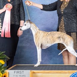 Akita and Whippets from Pecan Grove Akitas & Whippets
