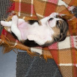 Beagle puppies from Tailwindfarm