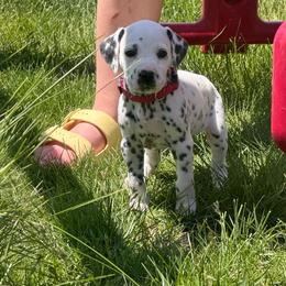 Pink Collar Female - White and black female Dalmatian puppy in Colome, South Dakota from KB Ridgebacks and Dals, LLC