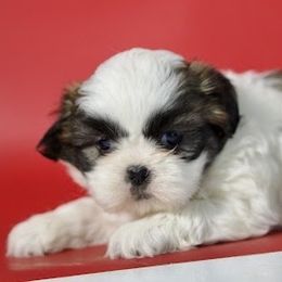 Girl I - Black gold and white female Shih Tzu puppy in Middleborough, Massachusetts from Shih Tzu Pups