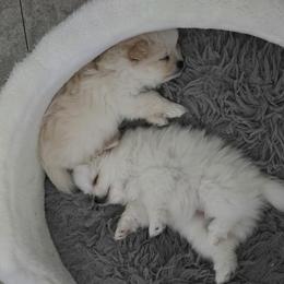 Pomeranian puppies from Junie’s Poms