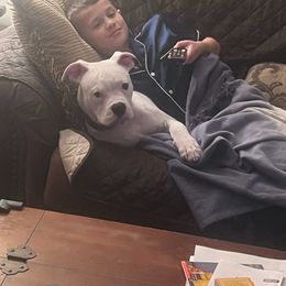 American Bulldog Puppies from Slayton's American Bulldogs