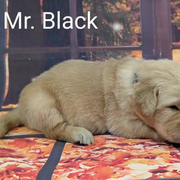 Goldendoodle, Golden Retriever, Labradoodle, and Labrador Retriever Puppies from Robertson's Retrievers and Doodles