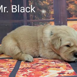 Goldendoodle, Golden Retriever, Labradoodle, and Labrador Retriever Puppies from Robertson's Retrievers and Doodles