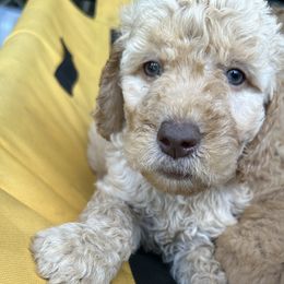 Pink Collar - Goldendoodle puppy in Ellsinore, Missouri from Doodles of Carter Co