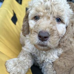 Pink Collar - Goldendoodle puppy in Ellsinore, Missouri from Doodles of Carter Co