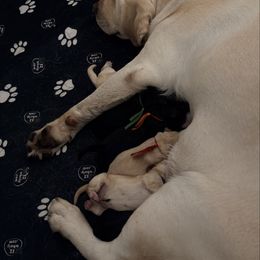 Black female 3 - Black female Labrador Retriever puppy in Archer Lodge, North Carolina from Archer Lodge Labradors