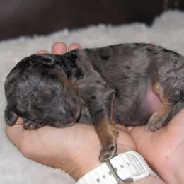 Bernedoodle Puppies from Willow Creek Farm