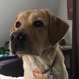 Jonsey - Labrador Retriever