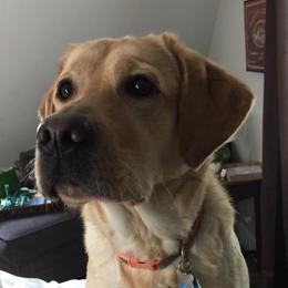 Jonsey - Labrador Retriever