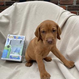 Lilly Pad - Golden rust female Vizsla puppy in Bloomington, Indiana from Envizion