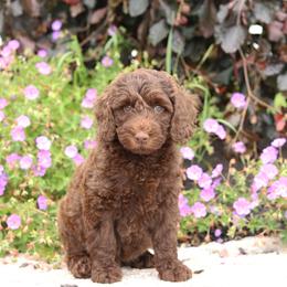 Light Pink - Chocolate female Australian Labradoodle puppy in Williamstown, New York from Lewis Manor Labradoodles