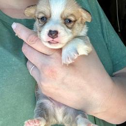 Elsa's sable boy - Sable male Pembroke Welsh Corgi puppy in Clinton, Tennessee from High Hopes Farm