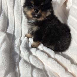 Boy 2 - Blue merle male Pomeranian puppy in Victorville, California from Star Kid Poms