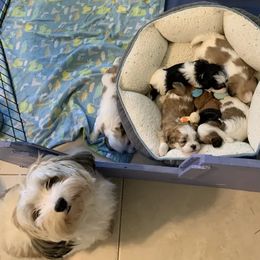 Havanese from Jacqueline Carney