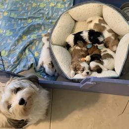 Havanese from Jacqueline Carney