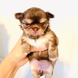 Lavender Rose 11500 ( pending ) - Chocolate and tan female Chihuahua puppy in Santa Rosa Beach, Florida from Eva's Chihuahua