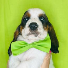 Green - Black white and brown male Basset Hound puppy in Justin, Texas from S&G's Bassets