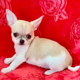 Chiffon - Gold and white male Chihuahua puppy in Allentown, Pennsylvania from Tsunami Cockers & Chihuahuas