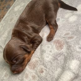 Cockapoo Puppies from Stella’s Six
