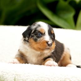Charlie - Blue merle male Bernedoodle puppy in Spokane, Washington from Lilac City Doodles