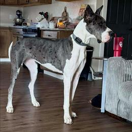 Imogen - Great Dane