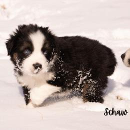 Schaw - Black tri male Miniature Australian Shepherd puppy in Blackfoot, Idaho from Bellewynd Acres