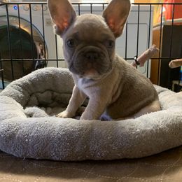 French Bulldog Puppies from Monarchy's Finest French Bulldogs