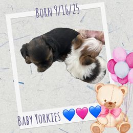 Yorkshire Terrier puppies from Ledet’s Yorkies