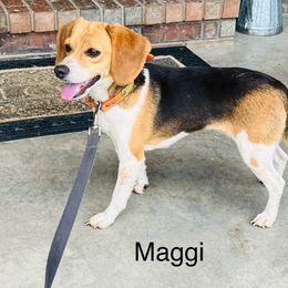 MAGGI - Beagle