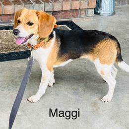 MAGGI - Beagle