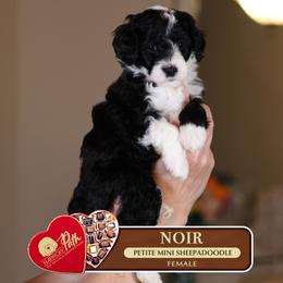 Noir - Black and white female Sheepadoodle puppy in Cleveland, Tennessee from Narrow Path Old English & Sheepadoodles